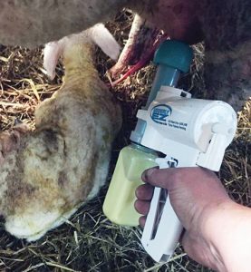 Bigger Lambs